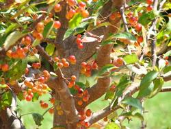 Malus Indian Summer — photo 1