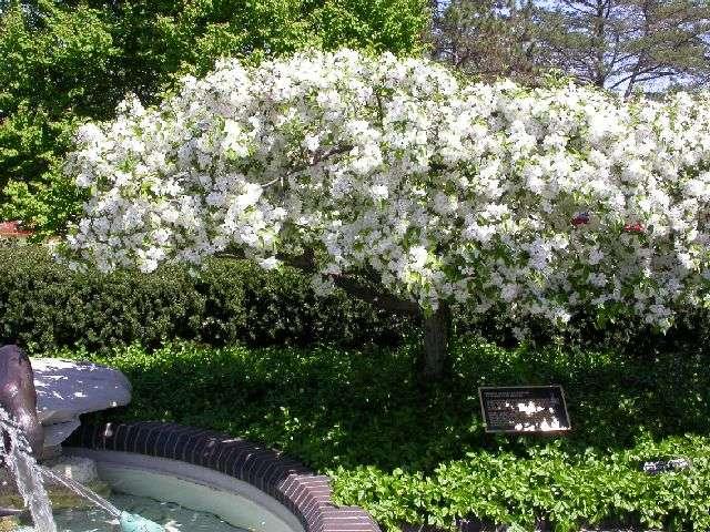 Malus Mary Potter