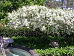Malus Mary Potter — photo 1
