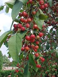 Malus Mary Potter — photo 2