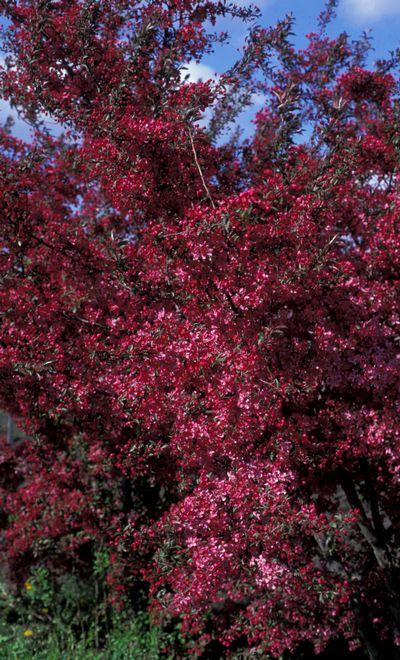Malus Orange Crush