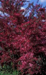Malus Orange Crush — photo 1