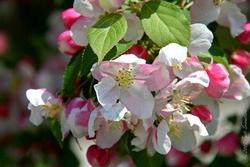 Malus 'Red Jade' — photo 1