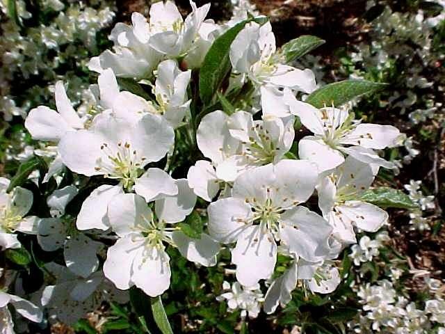 Malus sargentii
