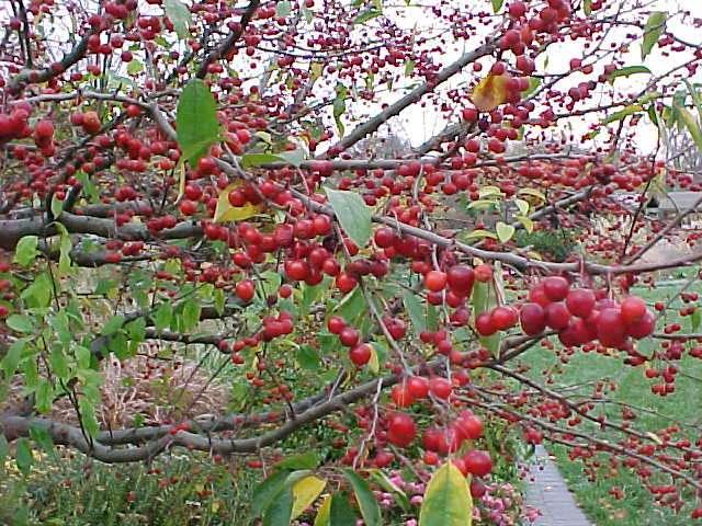 Malus 'Sutyzam' Sugar Tyme — photo 1