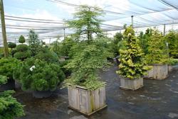 Metasequoia glyptostroboides Miss Grace — photo 1