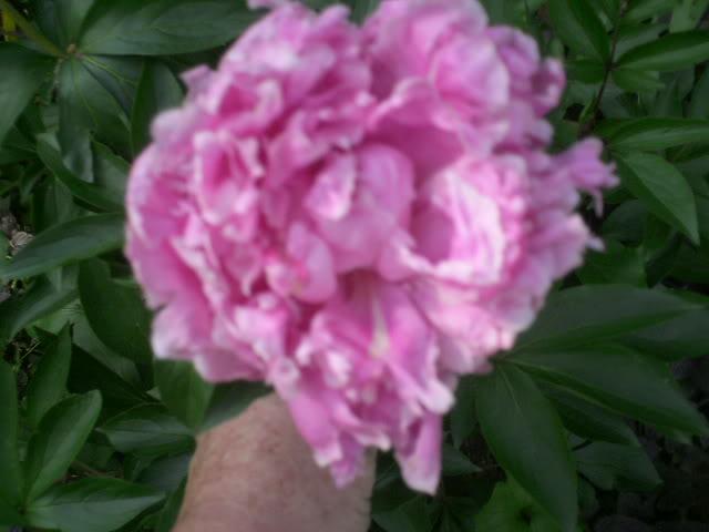 Paeonia lactiflora 'Sarah Bernhardt'