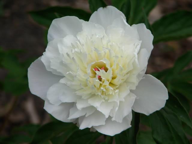 Paeonia lactiflora 'Shirley Temple'