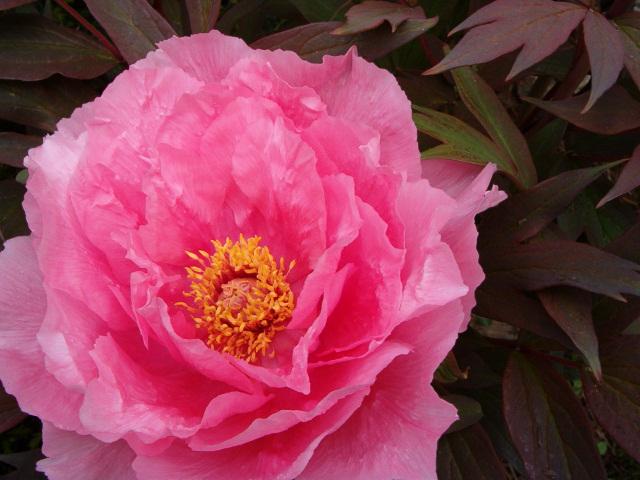 Paeonia suff. 'Yachiyotsubaki'