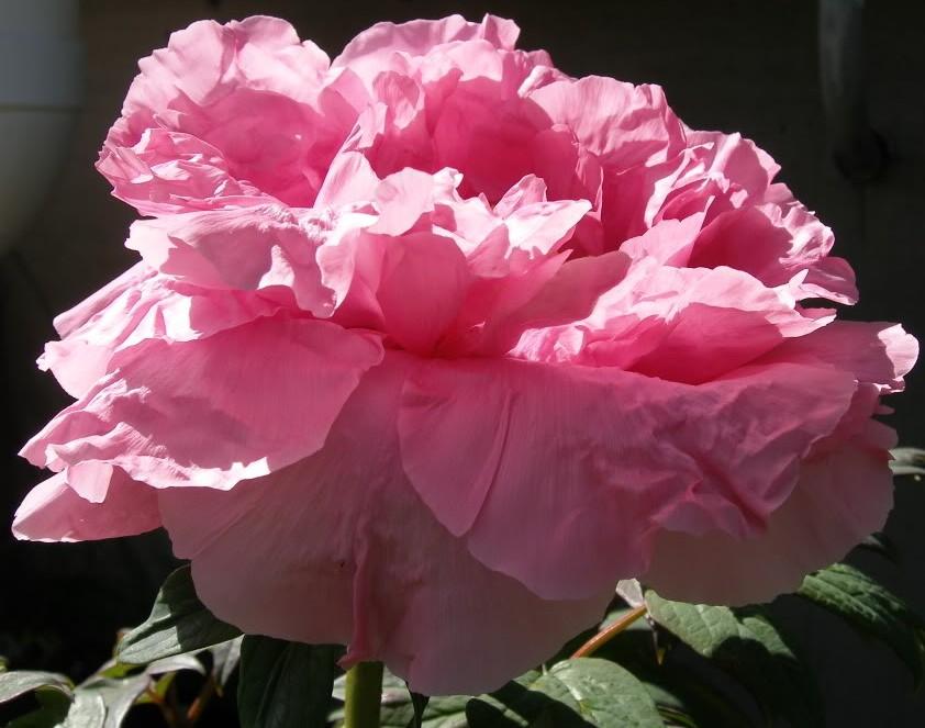 Paeonia suffruticosa 'Floral Rivalry' — photo 1