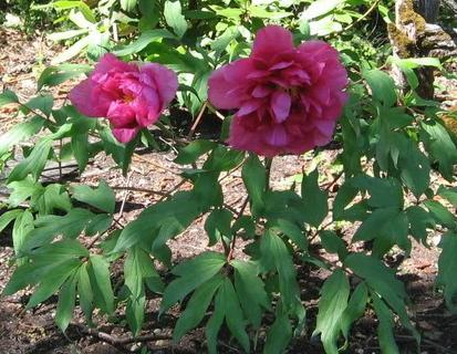 Paeonia suffruticosa 'Hoki'