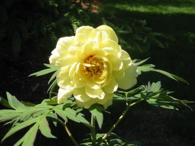 Paeonia suffruticosa 'Kinshi'