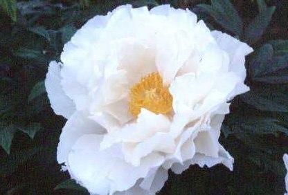 Paeonia suffruticosa 'Renkaku'