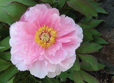 Paeonia suffruticosa 'Sahohime' — photo 1