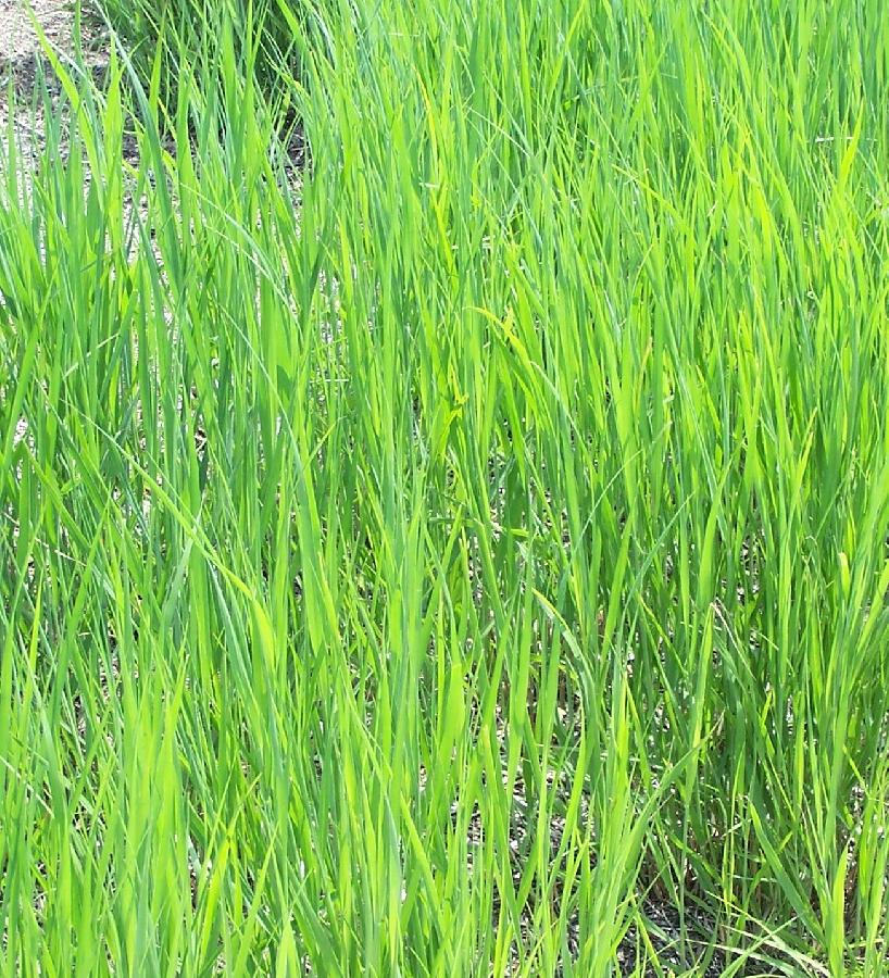 Panicum virgatum Heavy Metal — photo 1