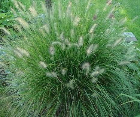 Pennisetum alopecuroides Moudry — photo 1