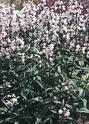 Penstemon digitalis 'Husker Red' — photo 1