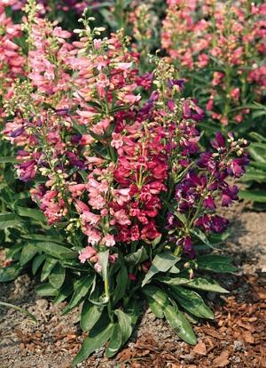 Penstemon barbatus 'Rondo Mix' — photo 1