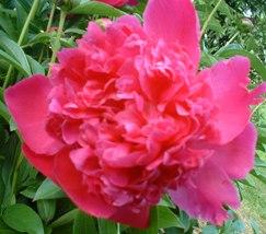 Peony 'Felix Crousse' — photo 1