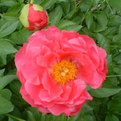 Peony 'Paula Fay'