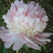 Paeonia lactiflora 'Raspberry Sundae' — photo 1