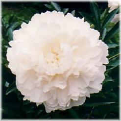 Peony Charlies White