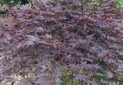 Acer palmatum 'Trompenburg' — photo 1