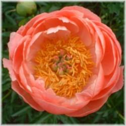 Peony Coral Charm