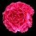 Peony Felix Supreme