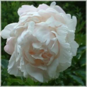 Peony Nick Shaylor'