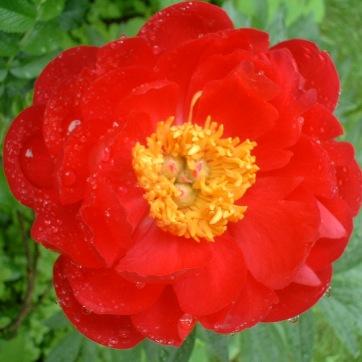 Peony Raspberry Charm