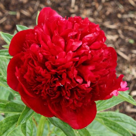 Peony Red Charm