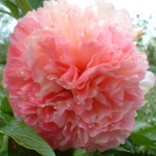 Peony Salmon Glow