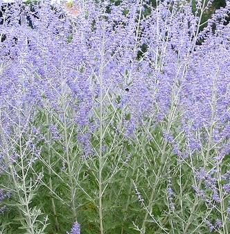 Perovskia Vivid