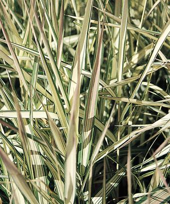 Phalaris arundinacea var. picta 'Strawberries and Cream'