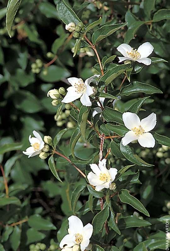 Philadelphus x lemoinei