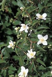 Philadelphus x lemoinei — photo 1