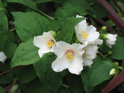 Philadelphus x lemoinei — photo 2