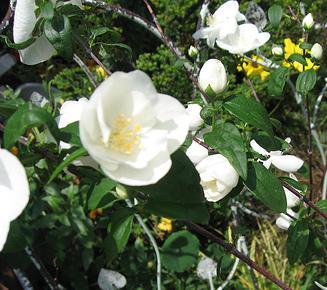 Philadelphus x virginalis 'Natchez'