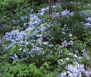 Phlox divaricata 'London Grove'