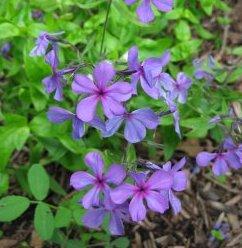 Phlox divaricata Plum Perfect (R)