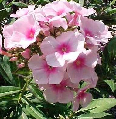 Phlox paniculata 'Bright Eyes'