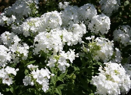 Phlox paniculata 'David'
