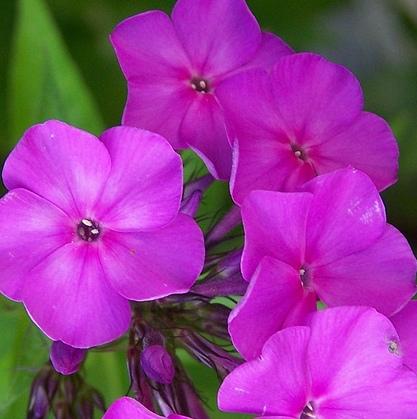Phlox paniculata 'Nicky'