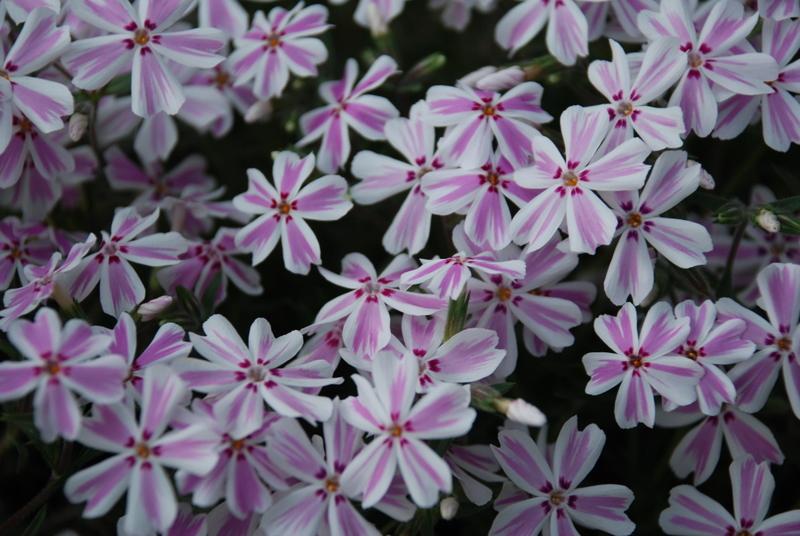 Phlox subulata 'Candy Stripe'