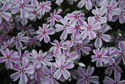 Phlox subulata 'Candy Stripe' — photo 1