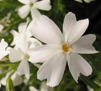 Phlox subulata 'White Delight'