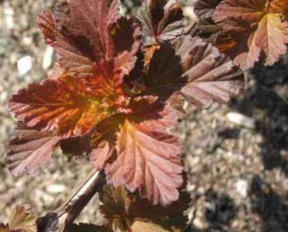 Physocarpus opulifolius 'Center Glow'