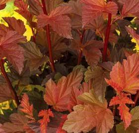 Physocarpus opulifolius 'Mindia'
