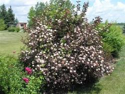 Physocarpus opulifolius 'Monlo' — photo 1